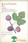 Black Spanish Fig