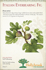 Italian Everbearing Fig