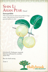 Shin Li Asian Pear